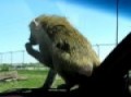 Baboons vs. Buick