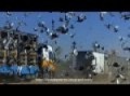 Barcelona International pigeons race 2010(1)