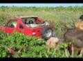Cuban Jeep Adventure.wmv