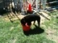 Lucene Rottweiler Leo and Porsche and Water Bucket