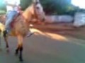 Moto de 1 cavalo ;p