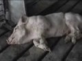 PETA TV Undercover Footage From Seaboard Farms, Narrated By Rue McClanahan