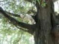 Pit Bull Climbing A Tree