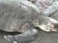 TORTUGA ASESINADA.3gp