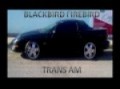 TRANS AM BLACKBIRD.flv