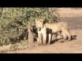 Three of Big Five at once (Part 2)