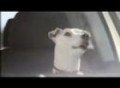 VW Polo Singing Dog ad