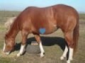 broodmares m_0001.wmv