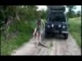 snake in landrover