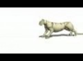 snow leopard wire animation
