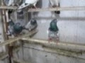 teddy pigeons BaLoCh-SaaB.flv